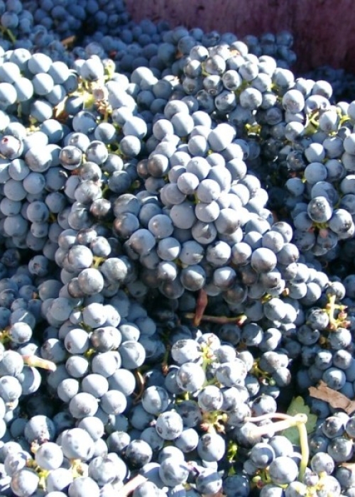 10180024 Cabernet Sauvignon in Traubentransporter